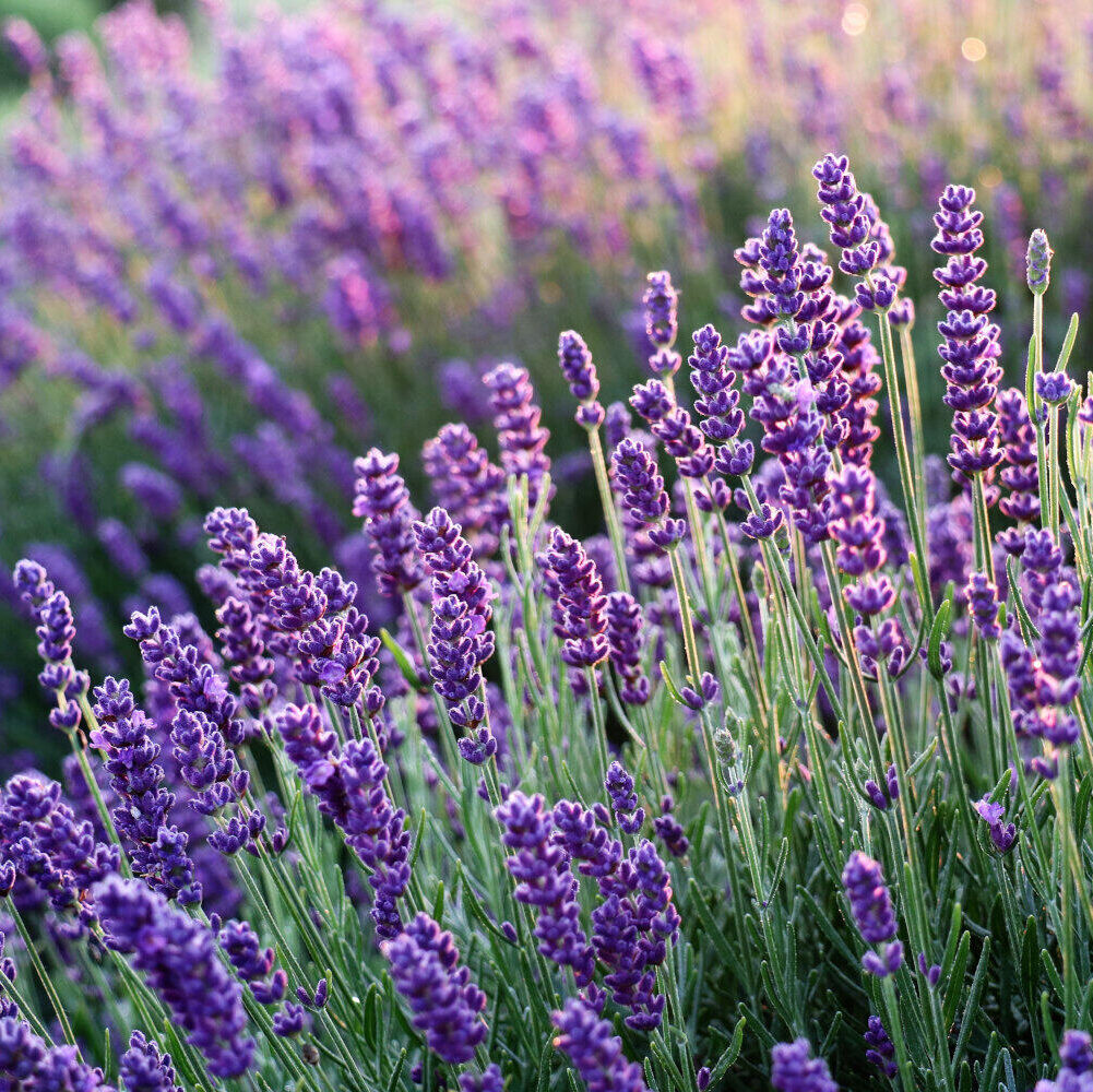 Lavender Field