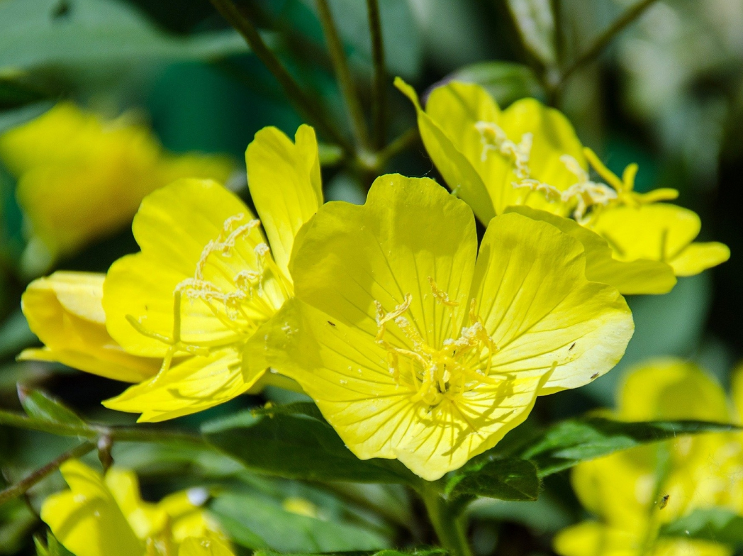 Beautiful Evening Primrose Oil for Problem Skin