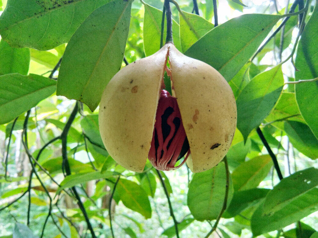 Nutmeg essential oil