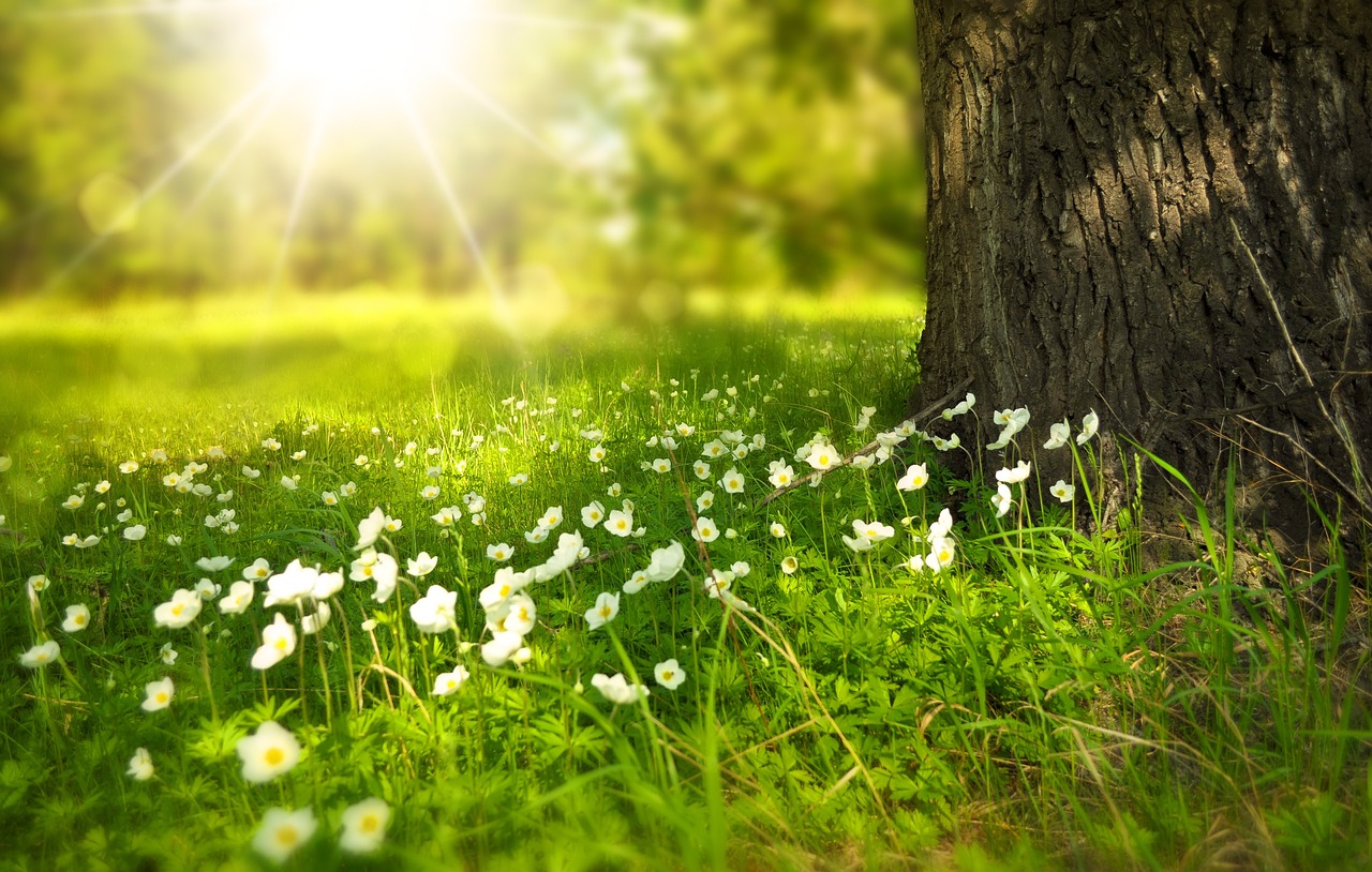 Natural Hayfever Relief