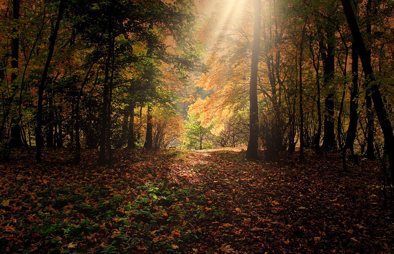 Immune Support with Aromatherapy: Essential Oils for Autumn Wellness